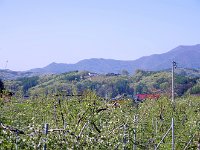 あの丘の上です・・・先程までいた処