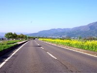 千曲川沿いには菜の花が一杯！