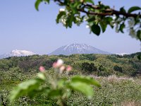 林檎の花と山々