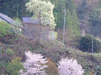 桜が満開