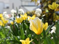 ここからはチューリップ