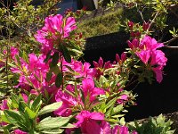 オオムラ躑躅も