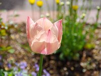 ひたち海浜公園を思い出します
