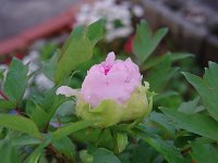 ここから、牡丹