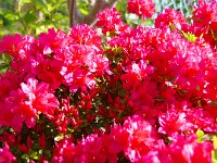 ここから霧島躑躅