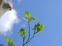 これより山椒の芽
