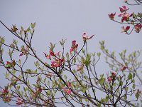 これより花水木