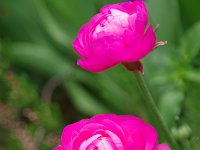 ラナンキュラス・・・小振りの牡丹ですね