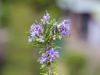 ローズマリーの花です