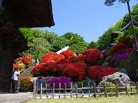 山腹に艶やかに！