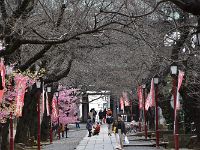 もうすぐ、開花？