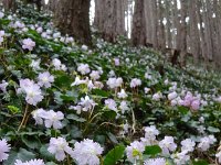 このように群生してます