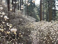 光を受けて、燦めく花達