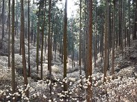 マア、素晴らしい光景