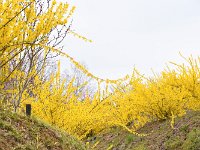 鮮やかなレンギョウの黄色！