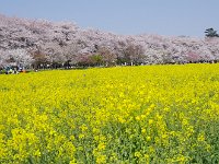 どこまでも花々・・・・・