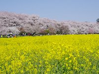 日も強くなり、一層鮮やかに