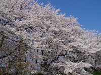 真っ盛り