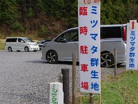 一走りして、群生地へ