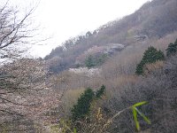 山桜が美しい！