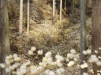 ここから、ミツマタの競艶