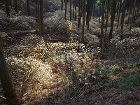 光がイイ！