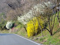 道端の花も素晴らしい！