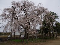 樹齢300年近くとか