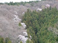 山桜も満開だ
