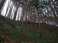標高200～300ｍのヒノキ林の北斜面を好むとか？