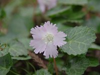 可憐な花です