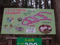 ここから、イワウチワ