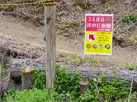 イワウチワの案内所で、薦められました