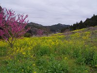 此方には、菜の花
