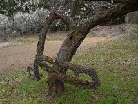 禍々しい枝ぶりだ