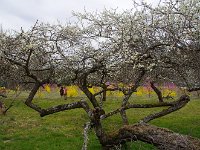 IMG 4188