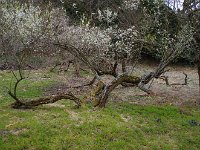 断ち割れても花をつける、恐ろしいばかりの生命力！