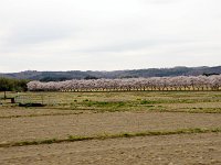 IMG 4210