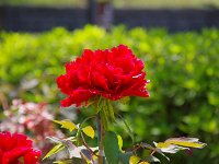 最高位の牡丹とか