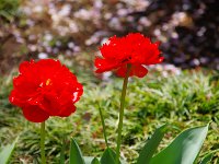 鮮やかなチューリップ