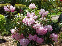 石南花も見事！