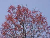 まだ、生まれたての赤目