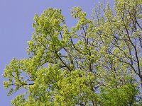 當に若葉薫る！