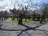 歴史を感じる桜