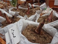 蒟蒻玊
