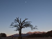 山梨の木・・・凍える！