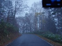 雪が笹の上に