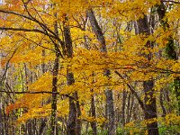 紅葉が鮮やか