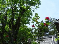 可愛いバラが・・・