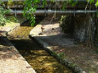 ここにも、鹿さん